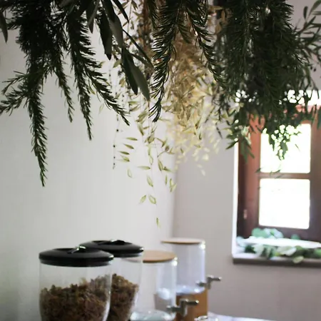 The Olive Tree