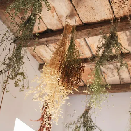 The Olive Tree 奥尔泰